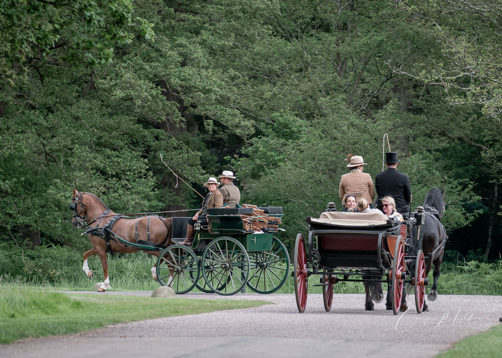 Windsor Carriages in Windsor Great Park